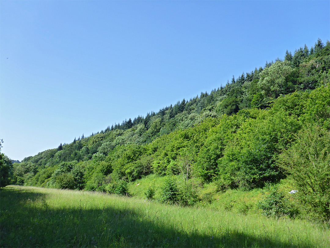 Grass and trees