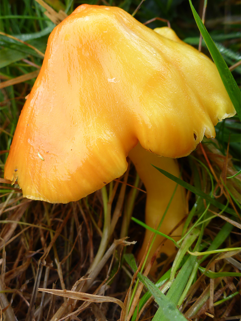 Blackening waxcap - orange