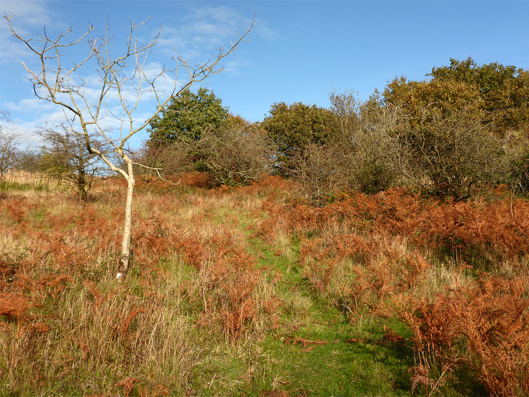 Path through bracken