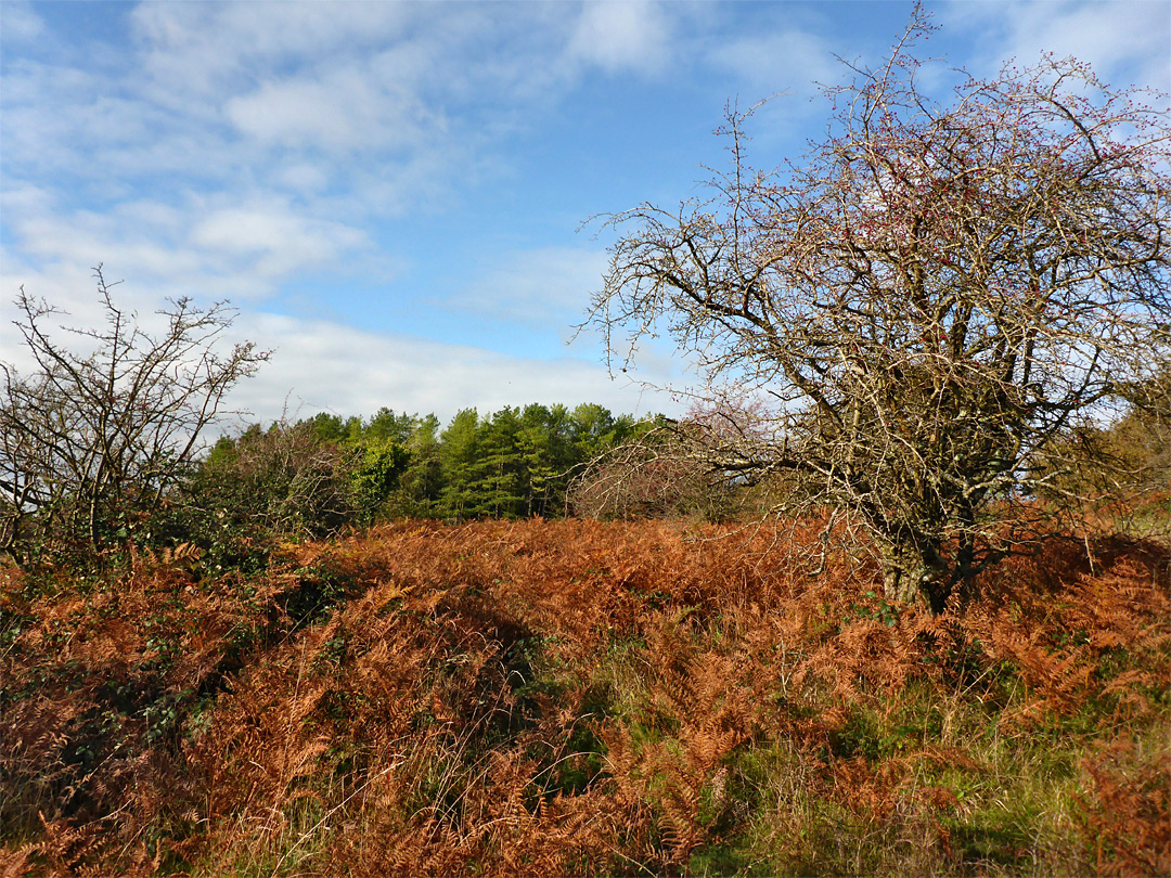 Withered bracken