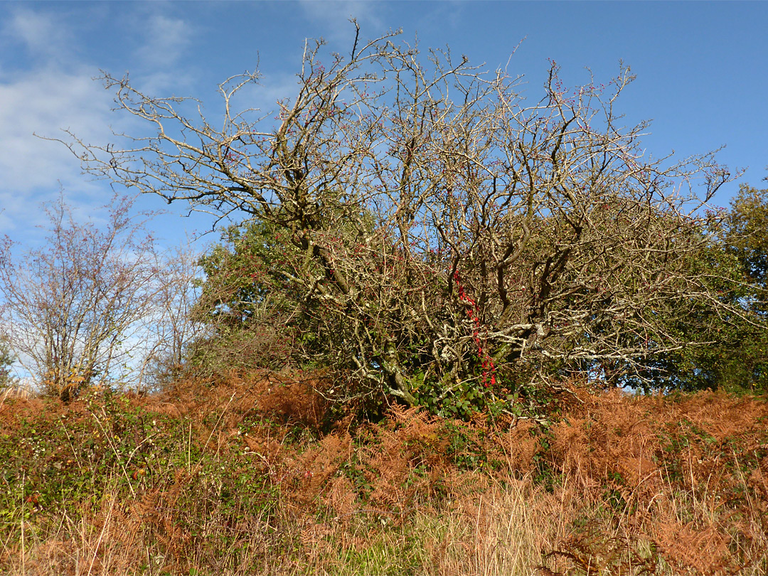 Bracken and hawthorne