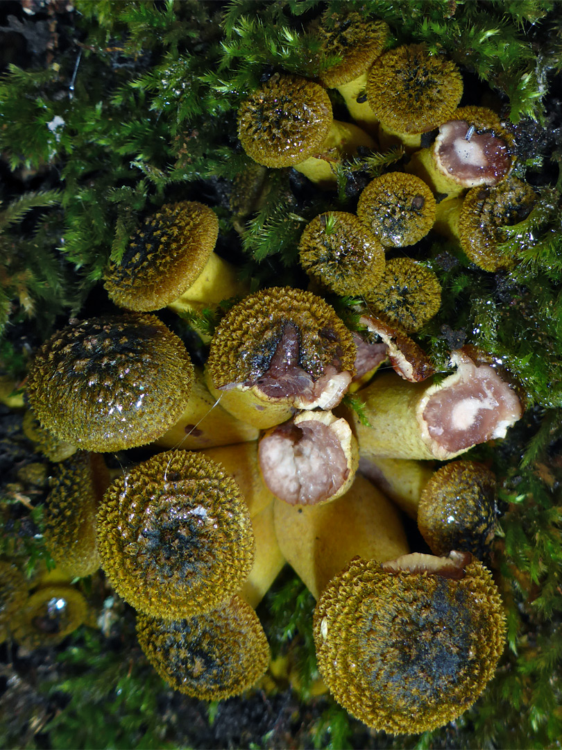 Bulbous honey fungus