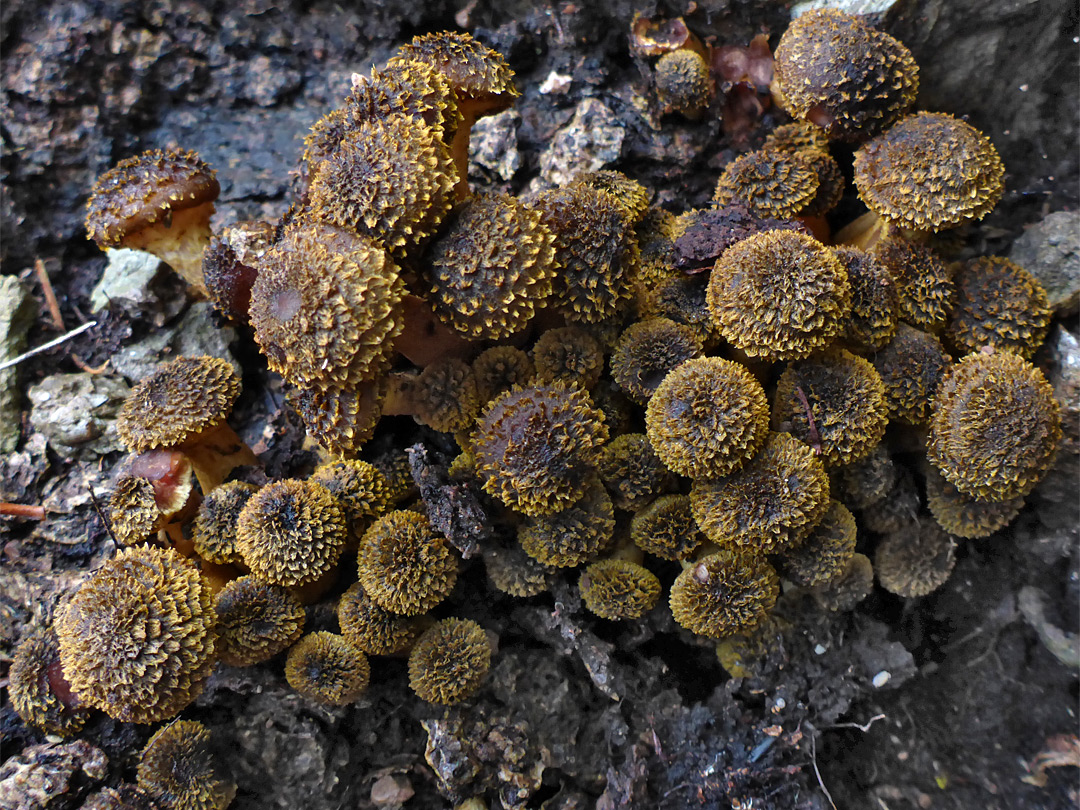 Bulbous honey fungus - old