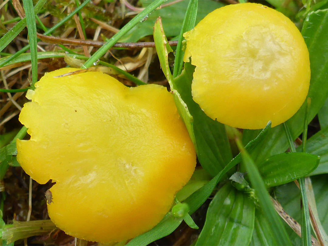 Butter waxcap