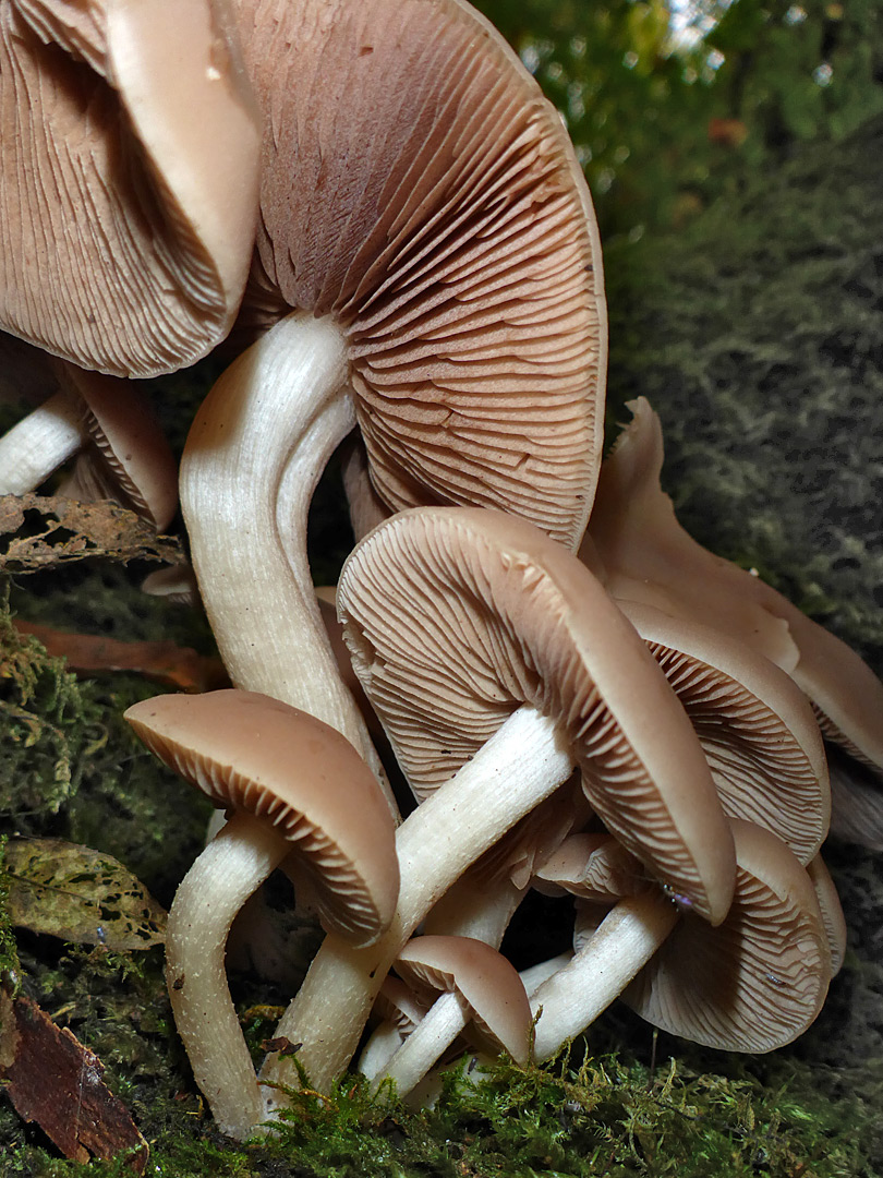 Chestnut brittlestem - stems