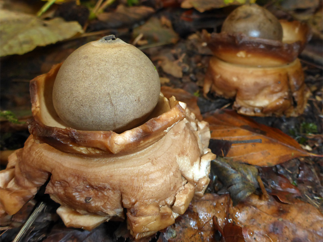 Collared earthstar