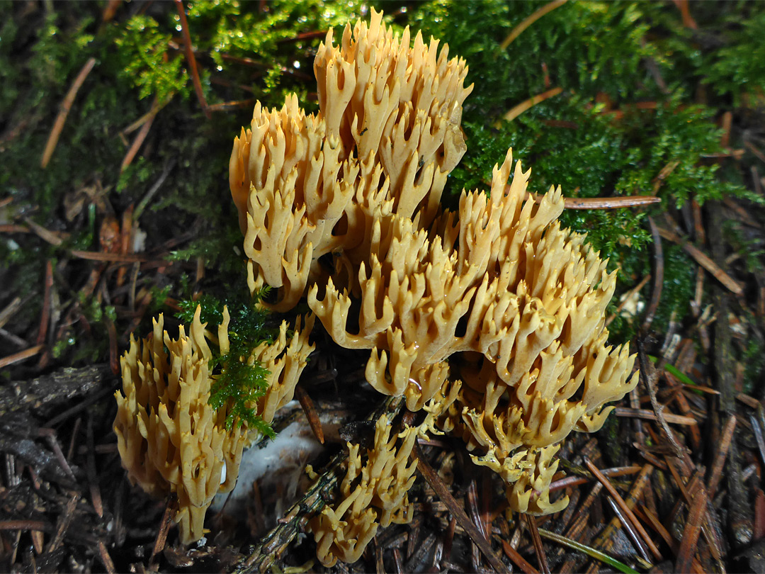 Coral fungus