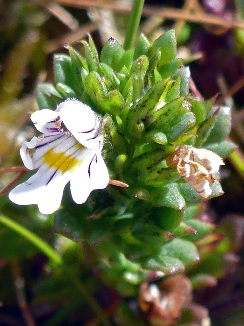 Eyebright