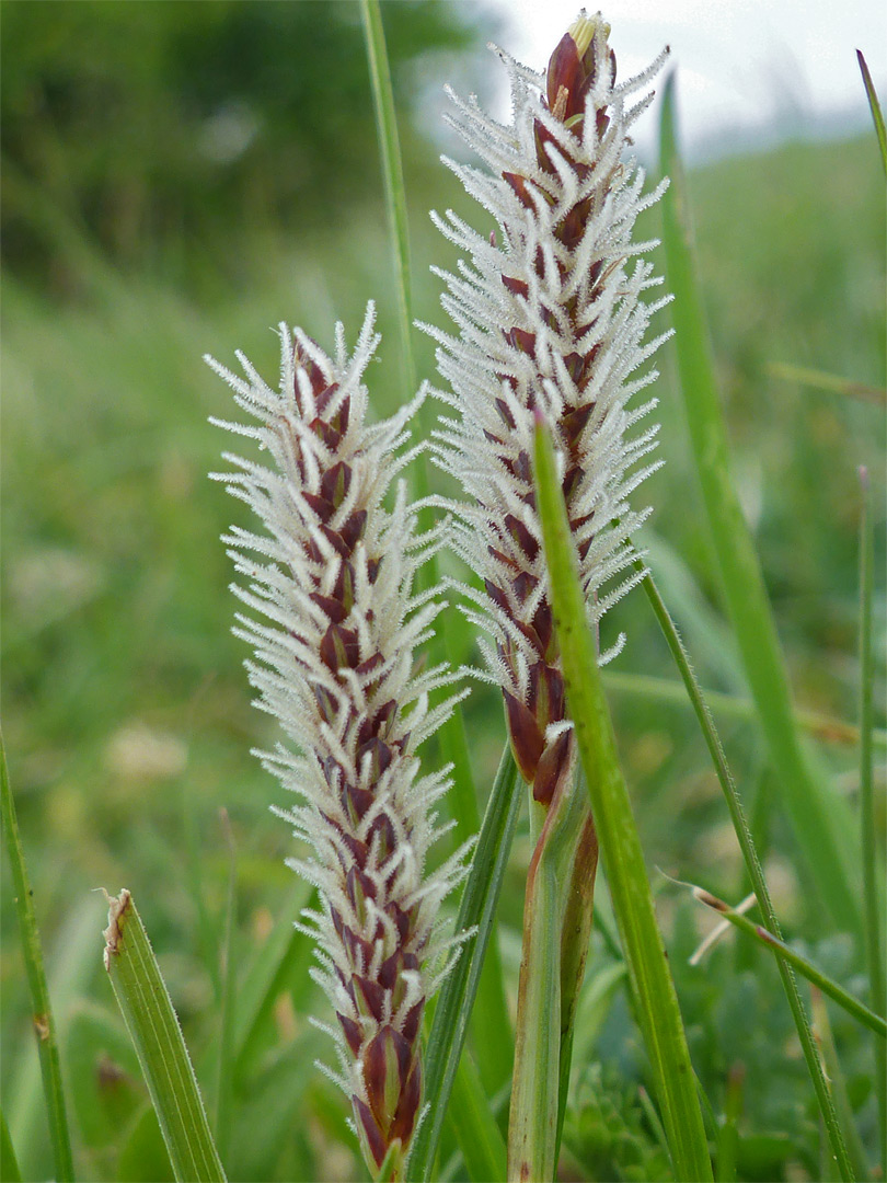 Glaucous sedge