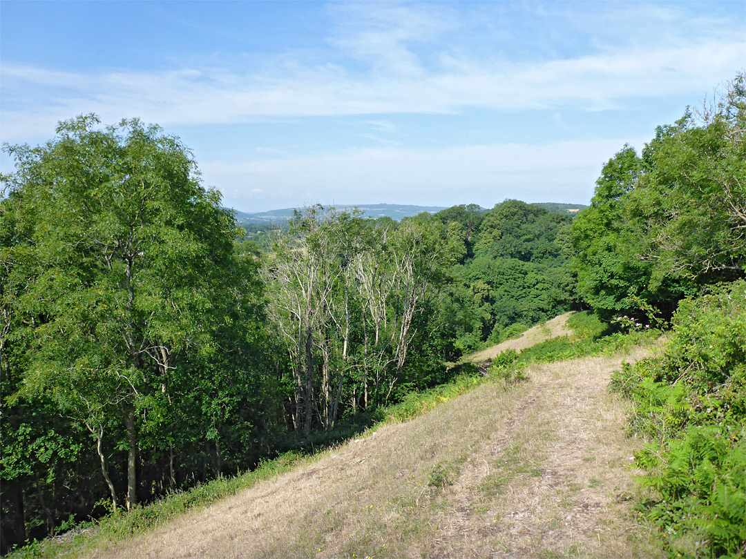 Wooded hillside