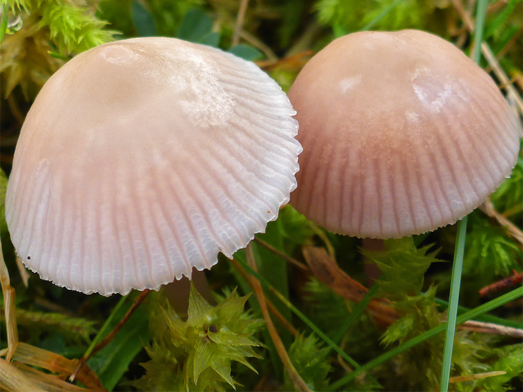 Lilac bonnet