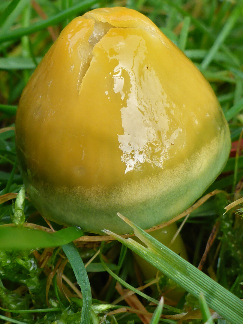 Parrot waxcap - yellow