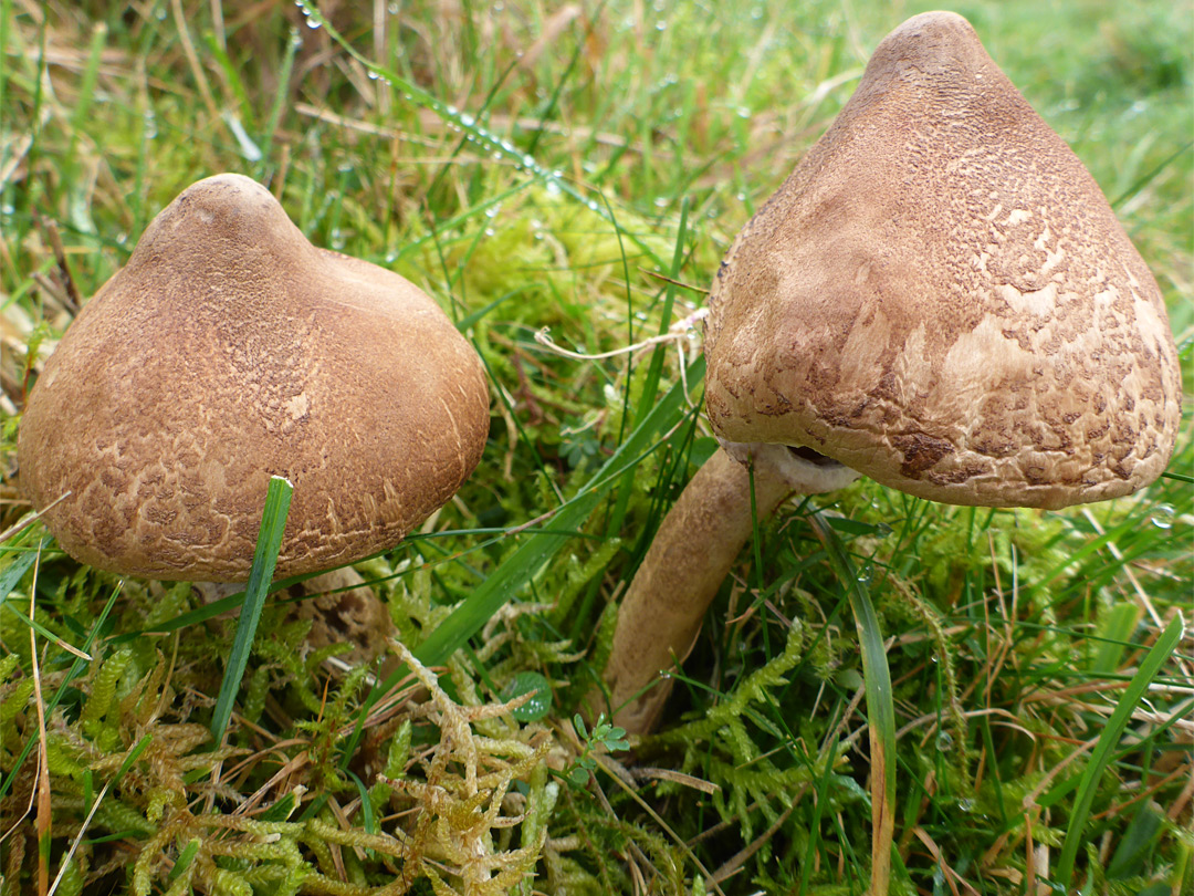 Shaggy parasol