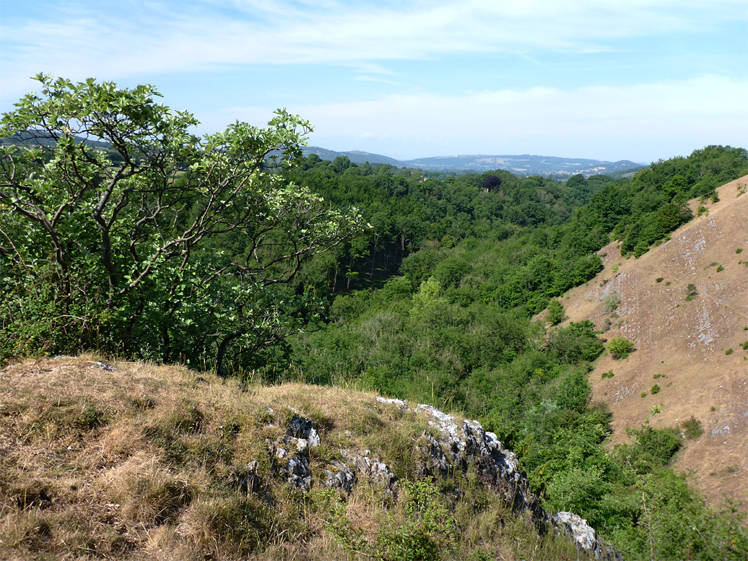 Tree and cliff