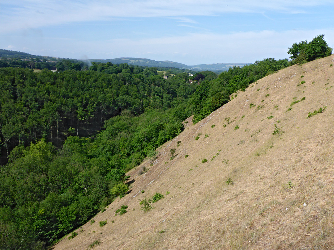 Trees and grassy slope