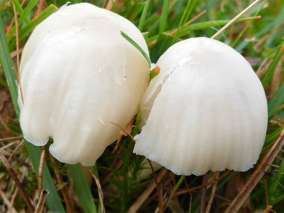 Snowy waxcap