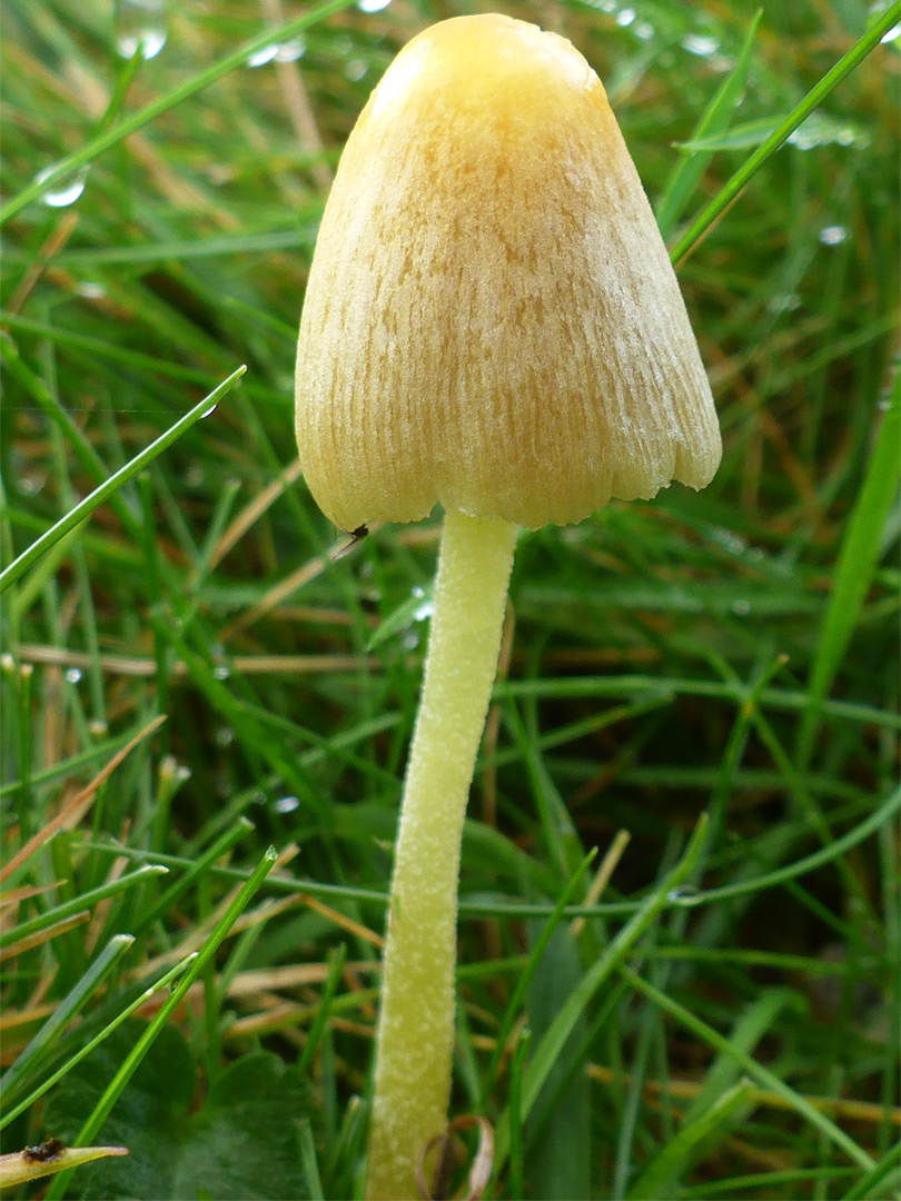 Yellow fieldcap