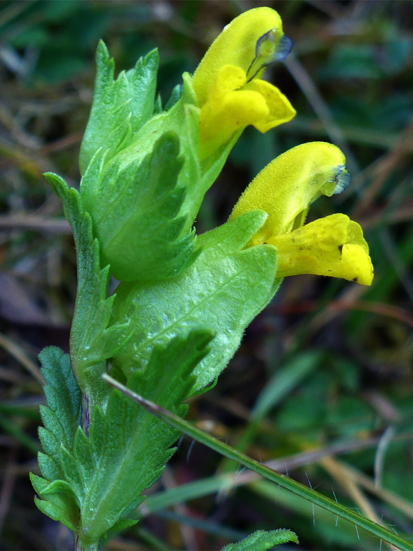 Yellow rattle