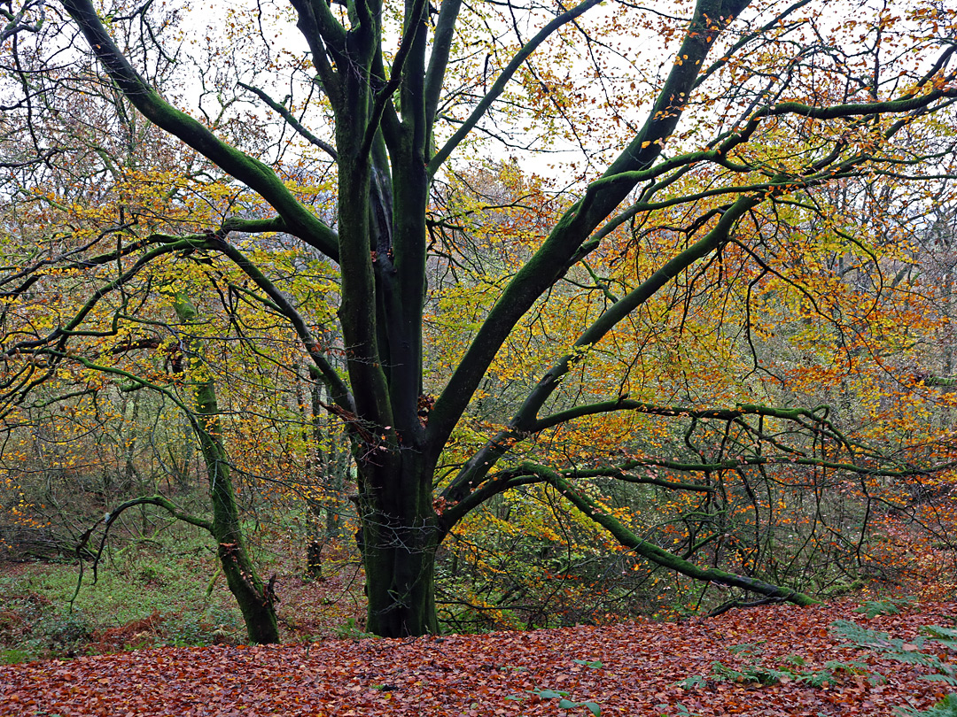 Colourful beech leaves