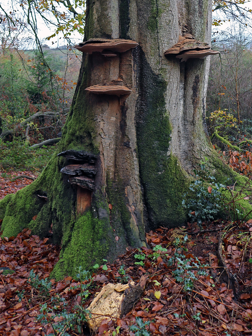 Bracket fungi