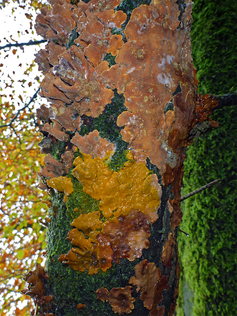 Hairy curtain crust