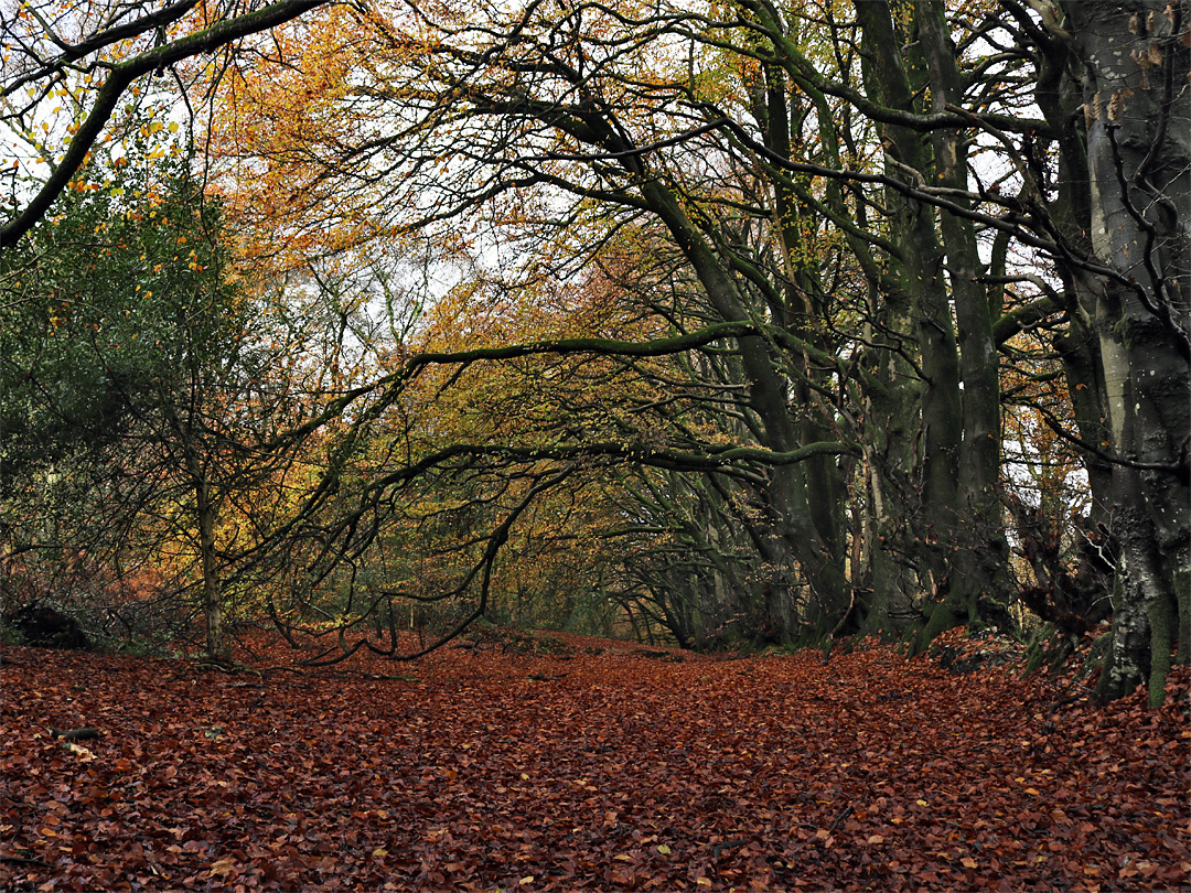 Spreading branches