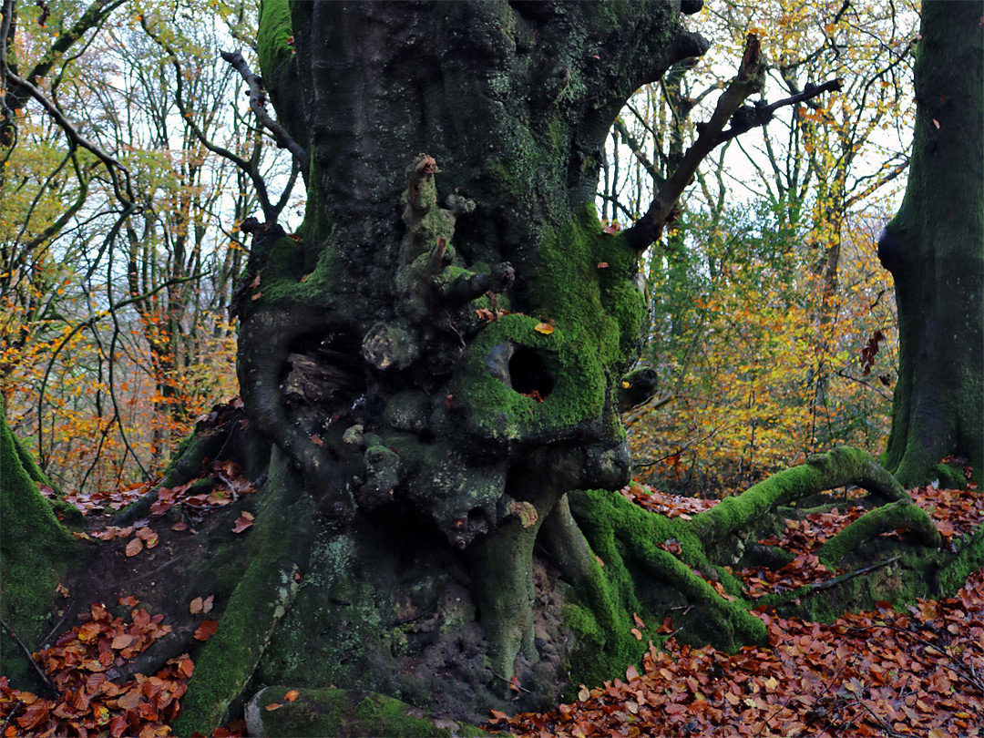 Thick trunk