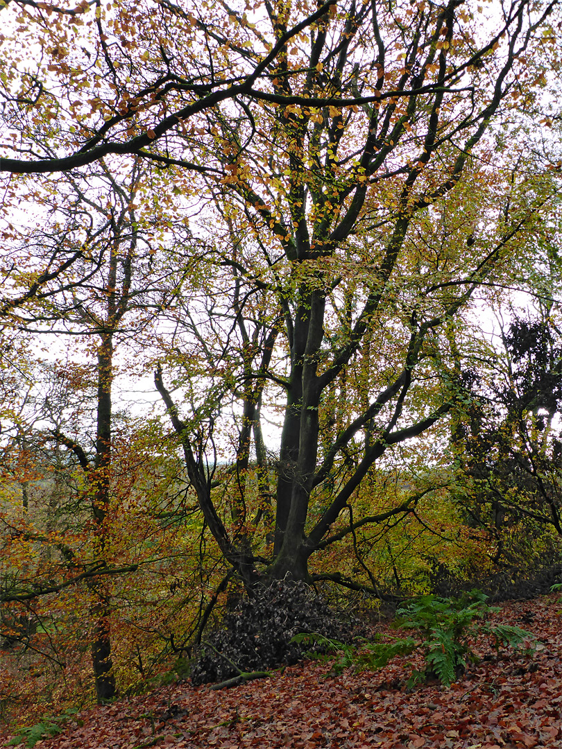 Tree on a slope