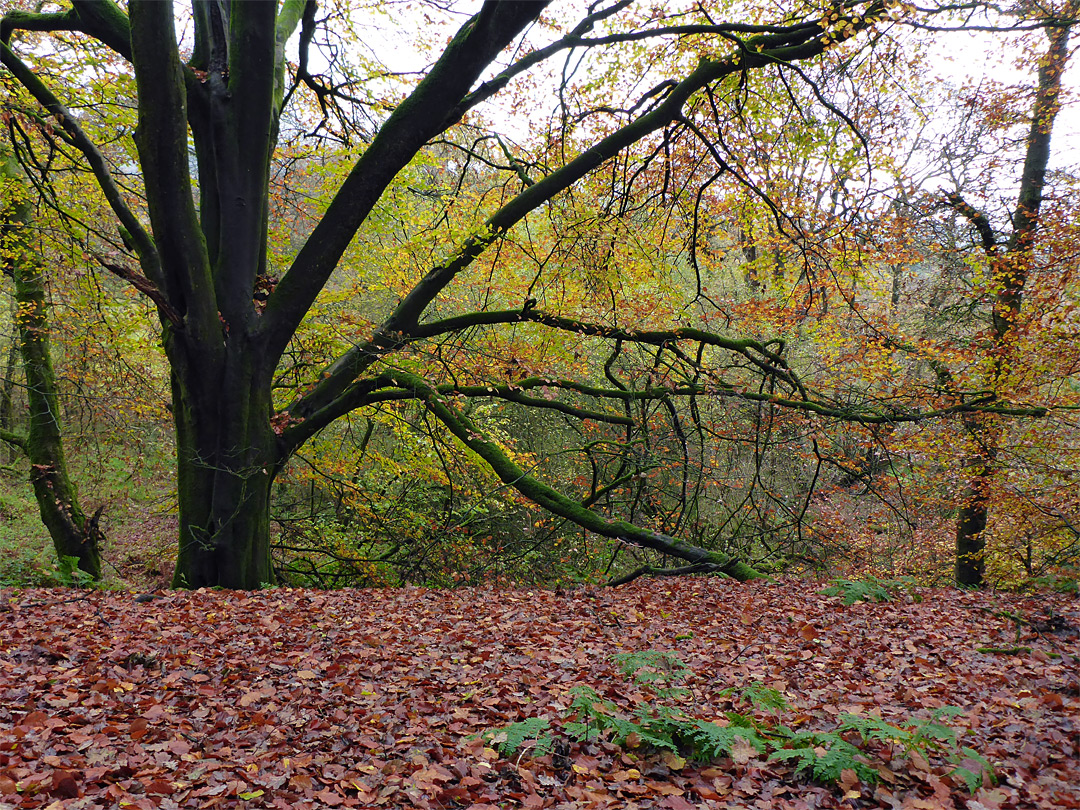 Ferns and leaves