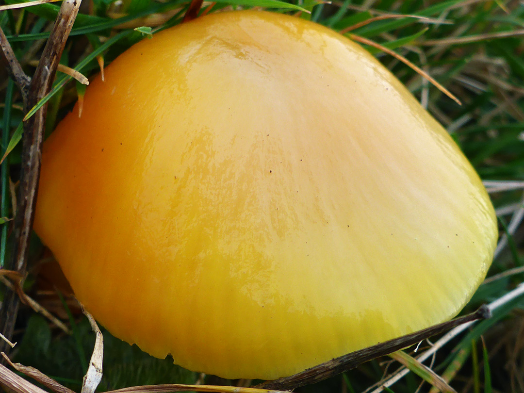 Blackening waxcap