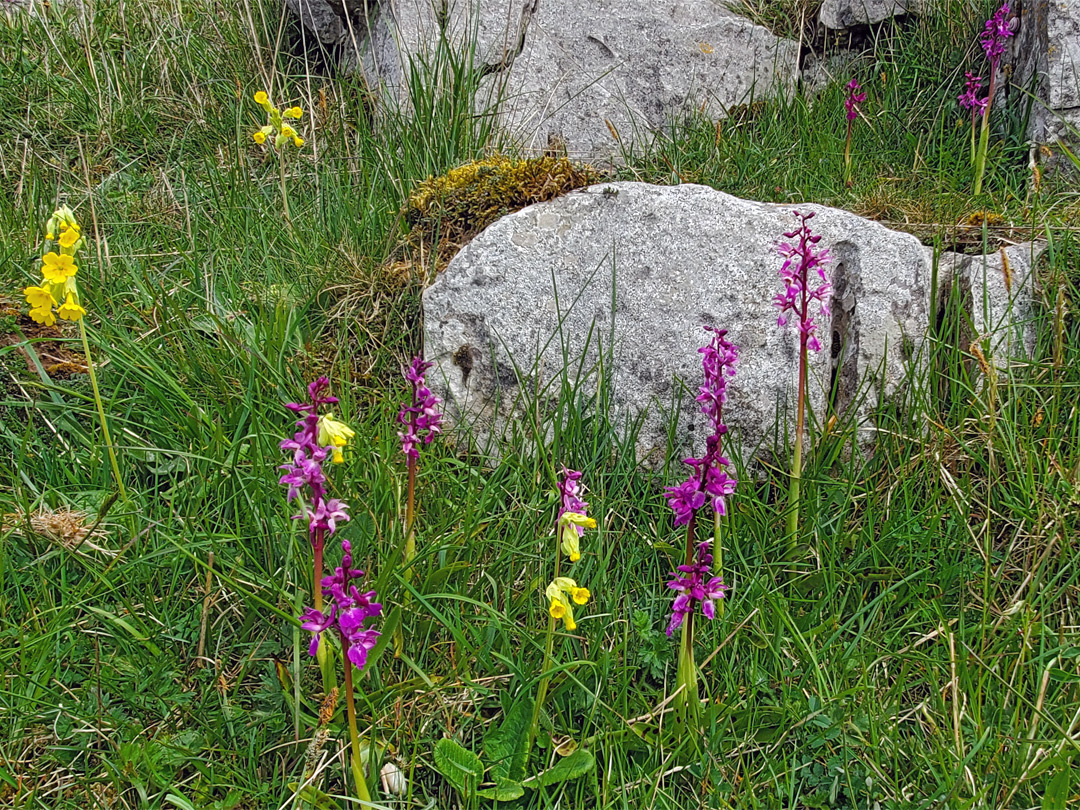 Orchids and cowslips
