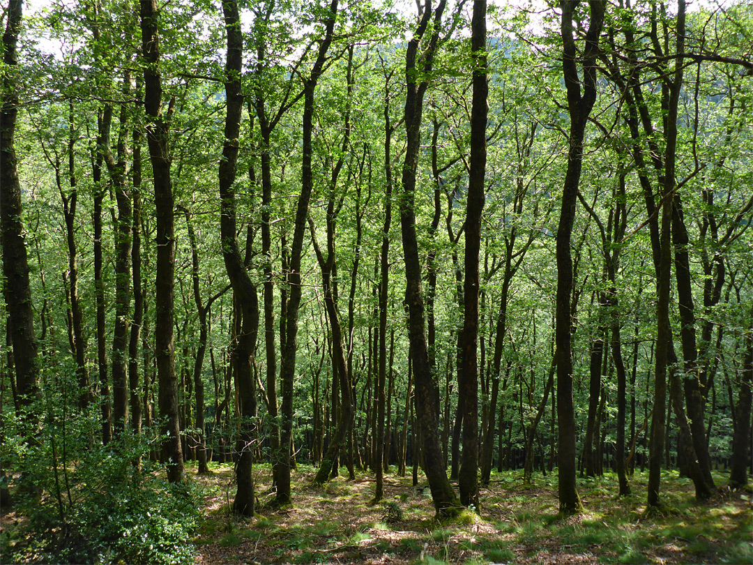 Drewston Wood