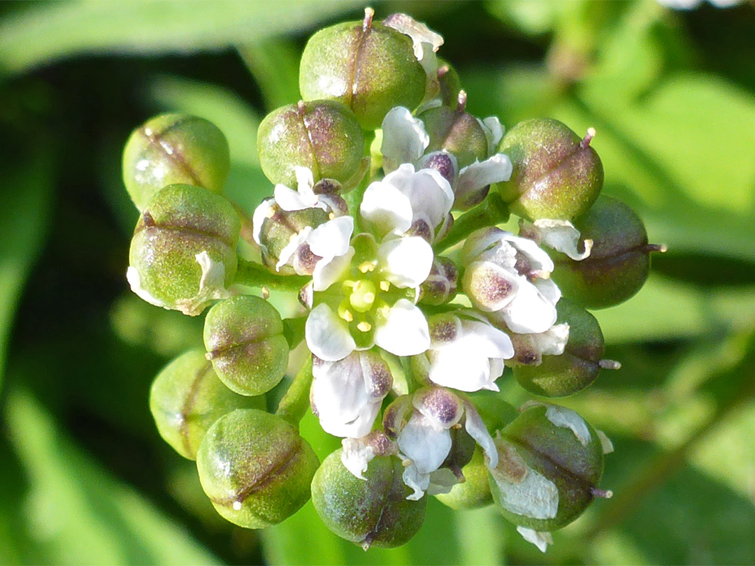 Scurvygrass