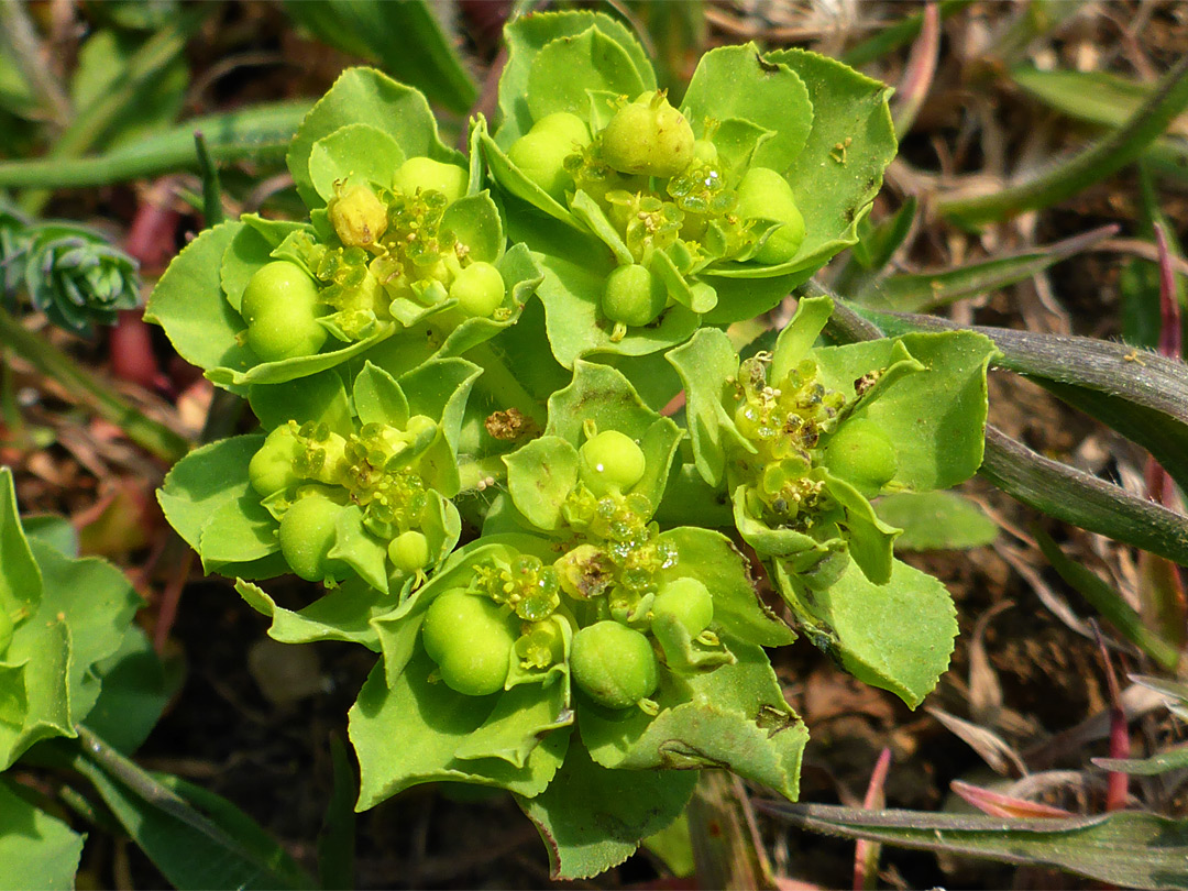 Sun spurge