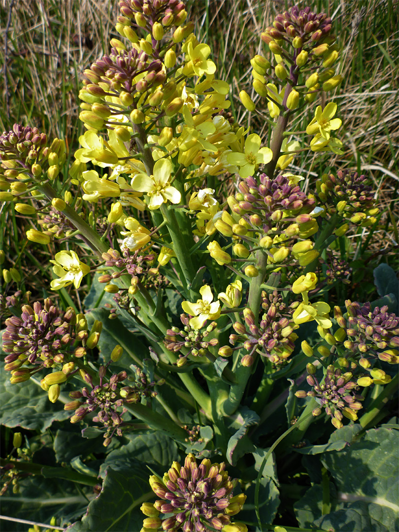 Wild cabbage