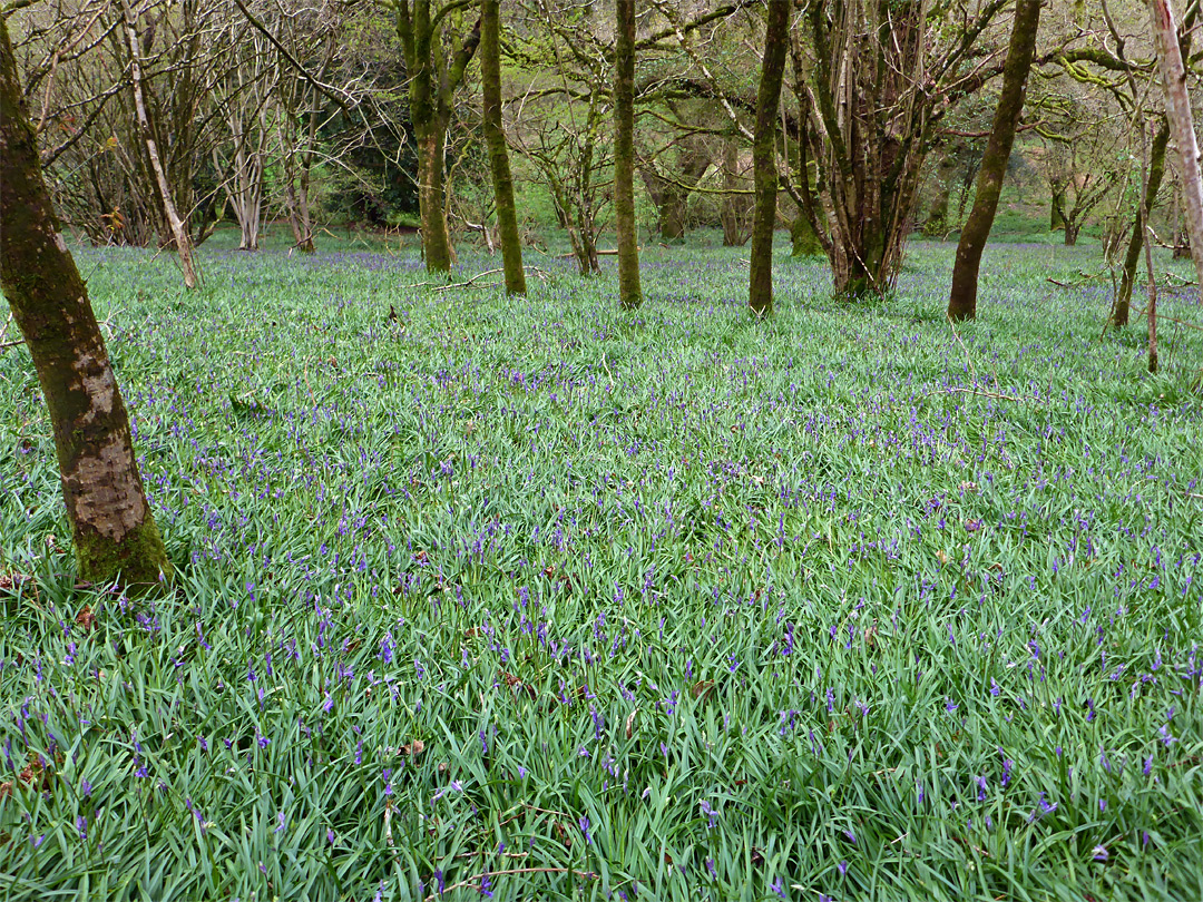 Many bluebells