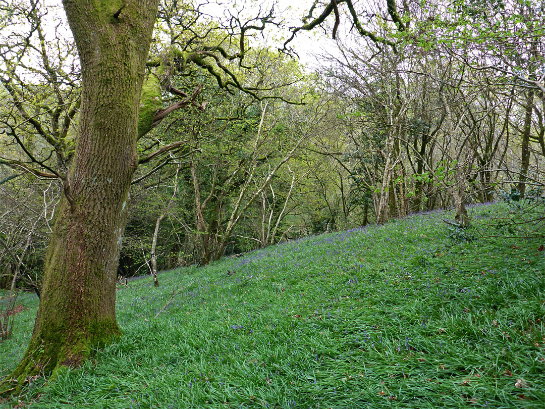 Bluebell-covered hillside