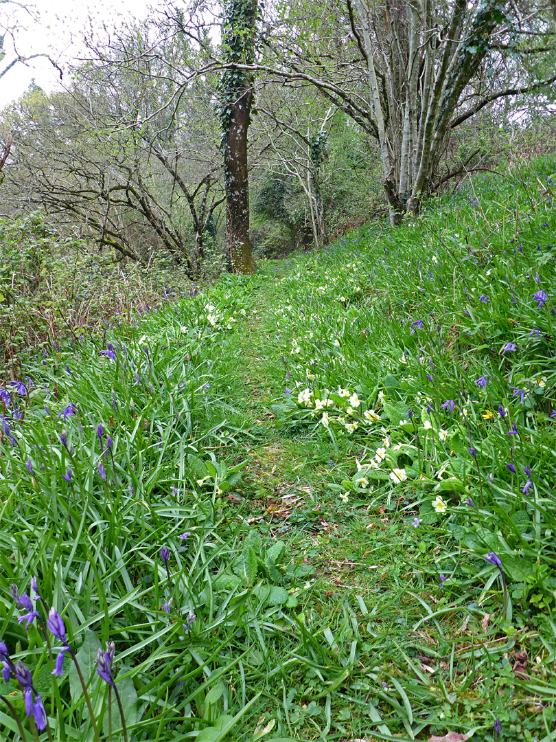 Path through primroses