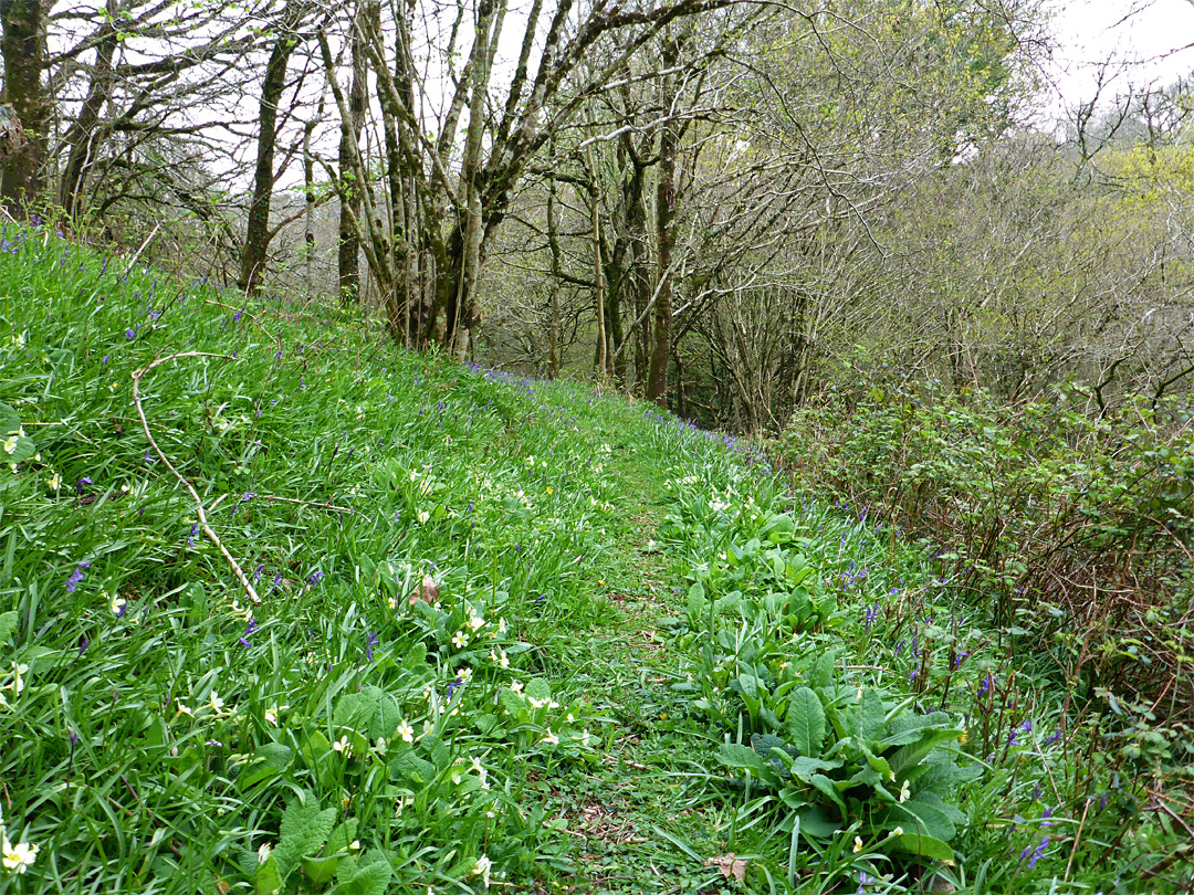 Bluebells and primrose