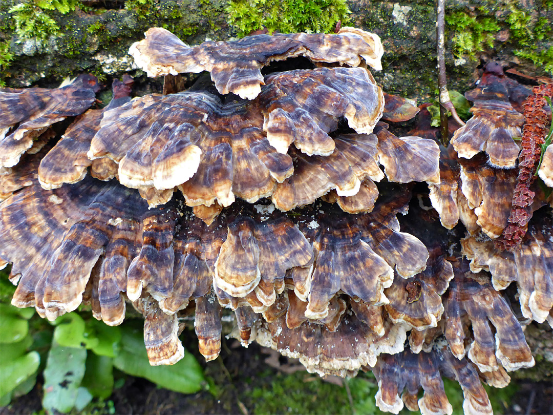 Turkeytail fungus