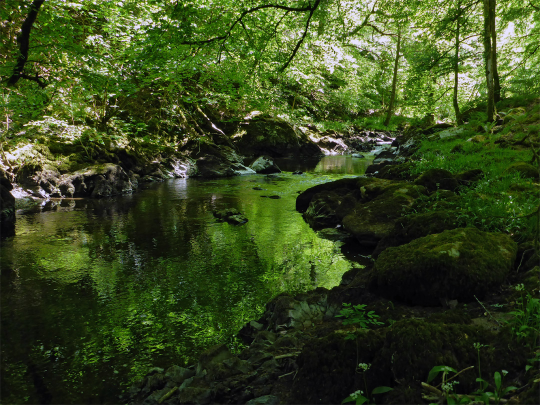 Shadowy pool