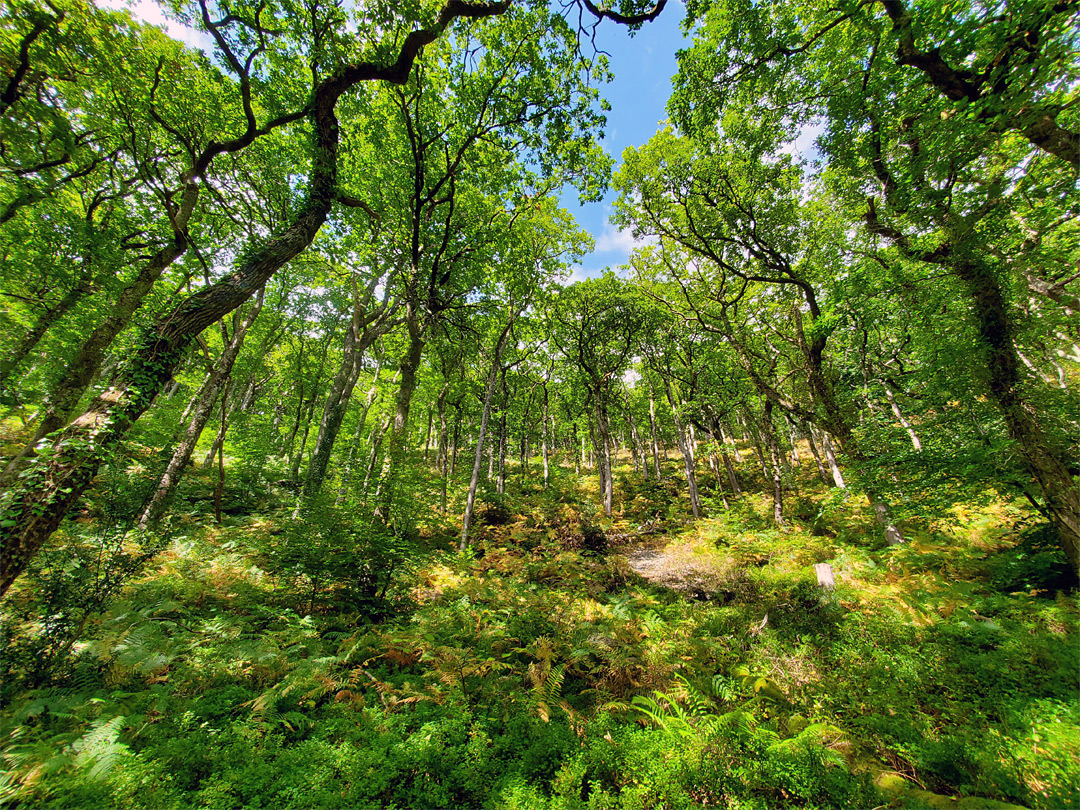 Ferns and trees