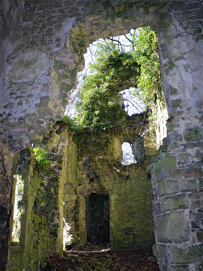 Ivy-covered walls