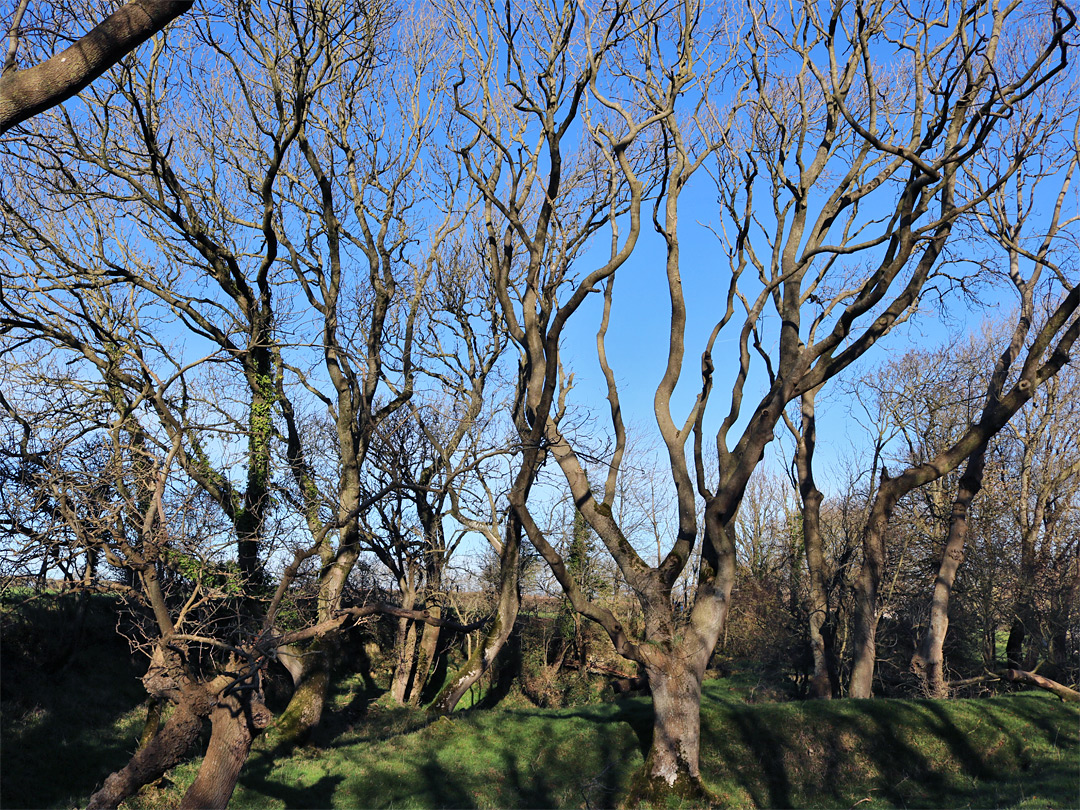Leafless trees