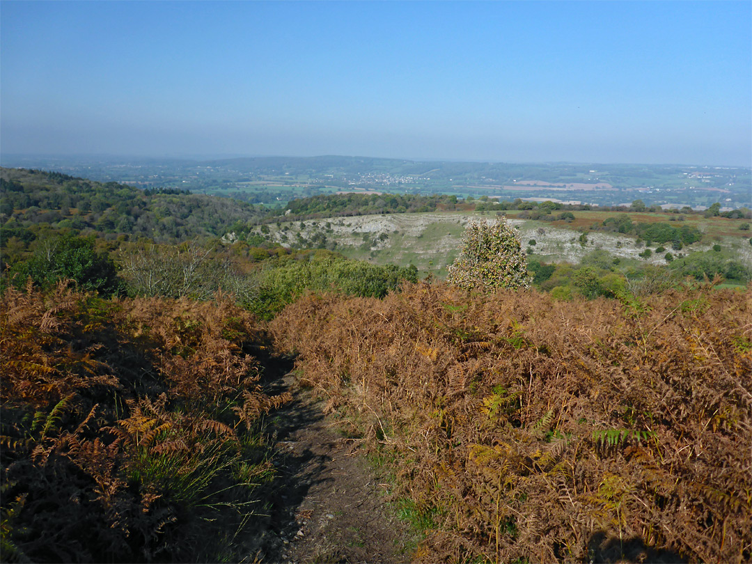 Bracken