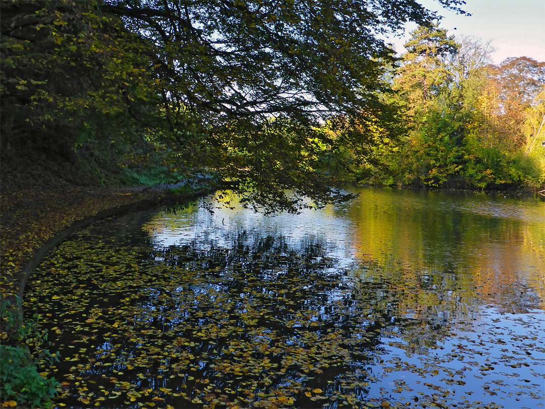 Autumnal leaves