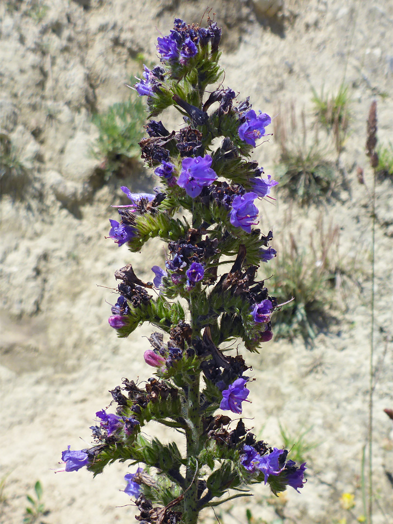 Viper's bugloss