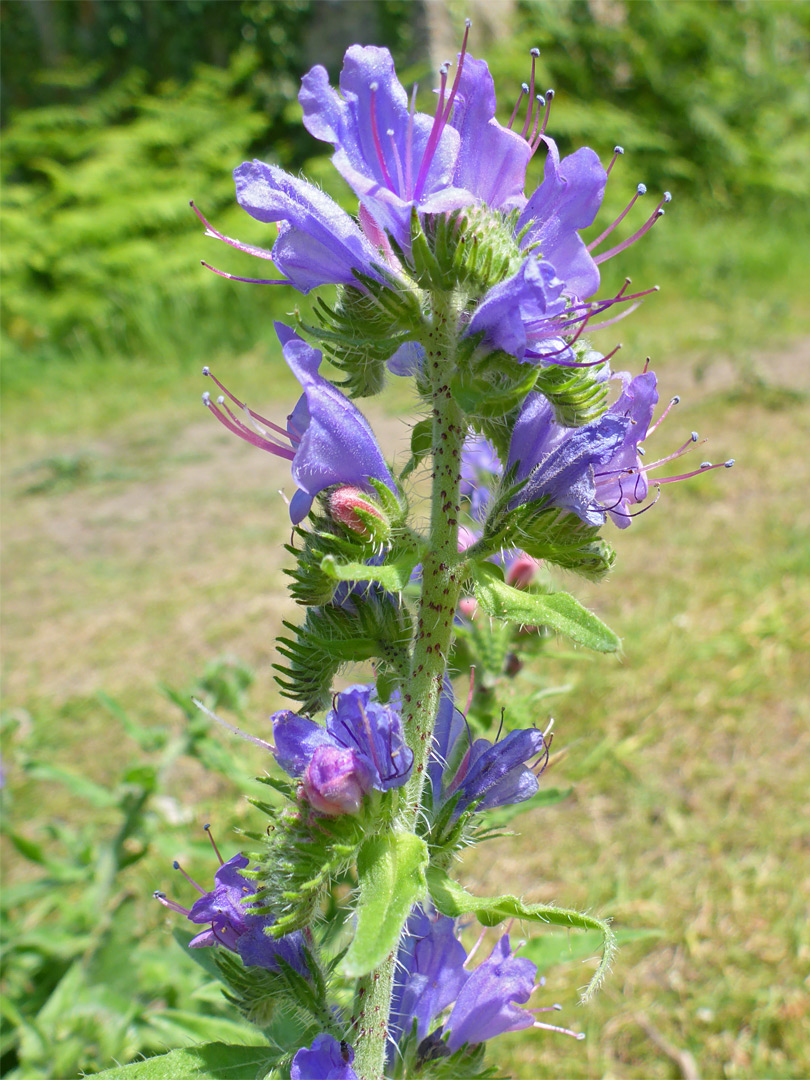 Viper's bugloss