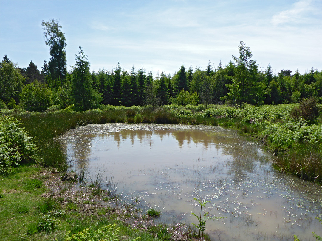 Pool and forest