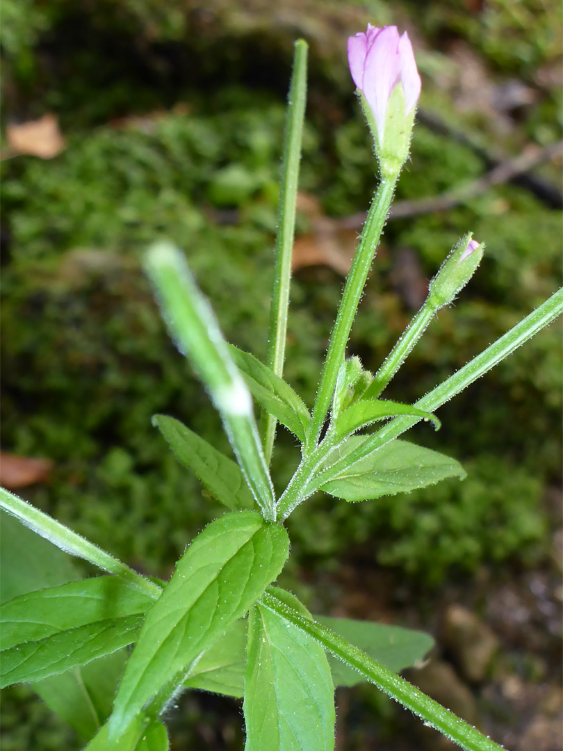 Ciliate flower stalks